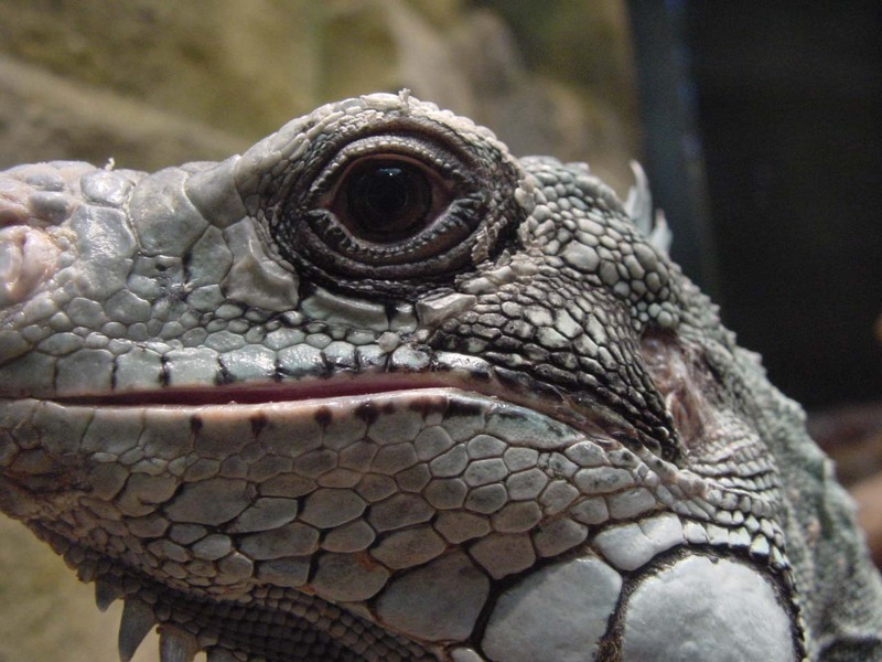 [Eyes] Green Iguana; DISPLAY FULL IMAGE.
