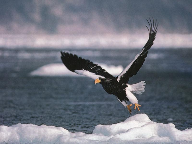 Steller's sea eagle; DISPLAY FULL IMAGE.