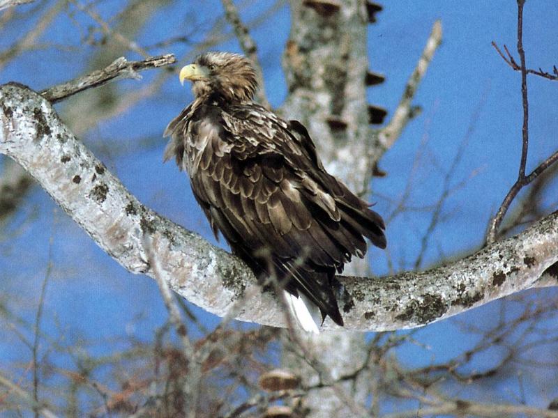 White-tailed Sea Eagle {!-- 흰꼬리수리 -->; DISPLAY FULL IMAGE.