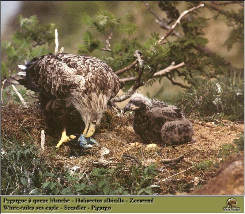 White-tailed Sea Eagle {!-- 흰꼬리수리 -->; DISPLAY FULL IMAGE.