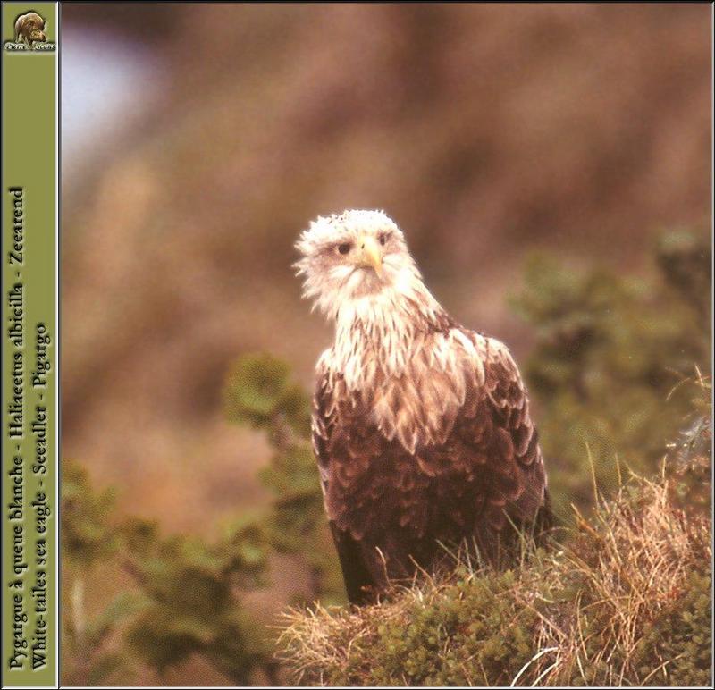 White-tailed Sea Eagle {!-- 흰꼬리수리 -->; DISPLAY FULL IMAGE.