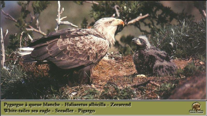 White-tailed Sea Eagles {!-- 흰꼬리수리 --> - nest; DISPLAY FULL IMAGE.