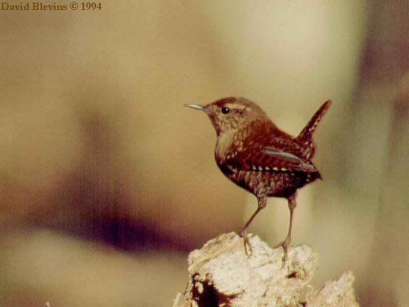 Winter Wren; DISPLAY FULL IMAGE.