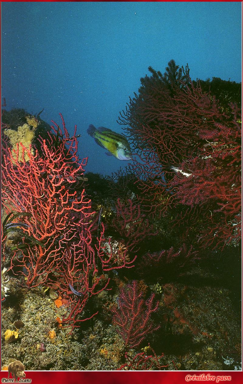 Crenilabre paon (Symphodus tinca) - East Atlantic peacock wrasse; DISPLAY FULL IMAGE.