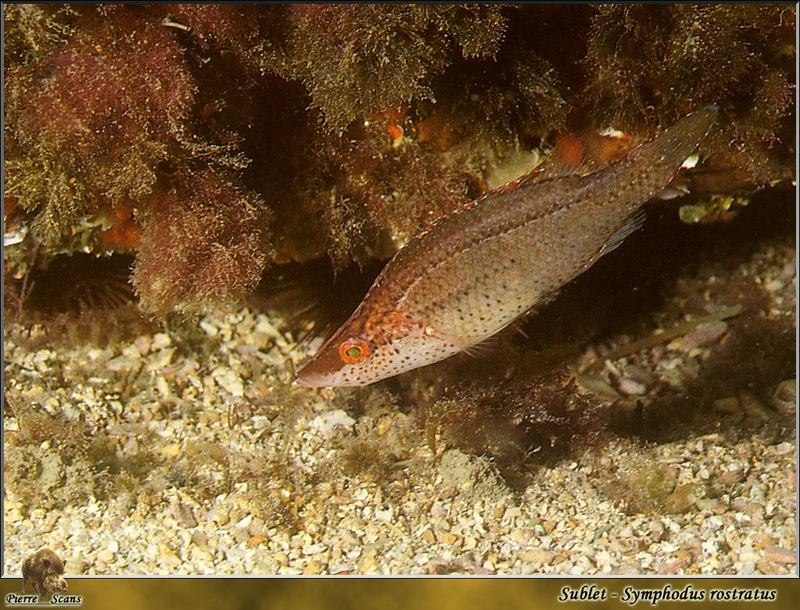 Sublet (Symphodus rostratus) - wrasse; DISPLAY FULL IMAGE.