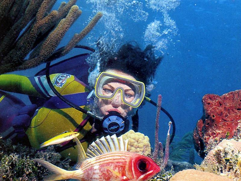 Wrasse of yellow color and Soldierfish; DISPLAY FULL IMAGE.