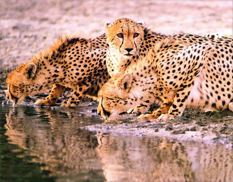Phoenix Rising Jungle Book 034 - Cheetah trio; DISPLAY FULL IMAGE.