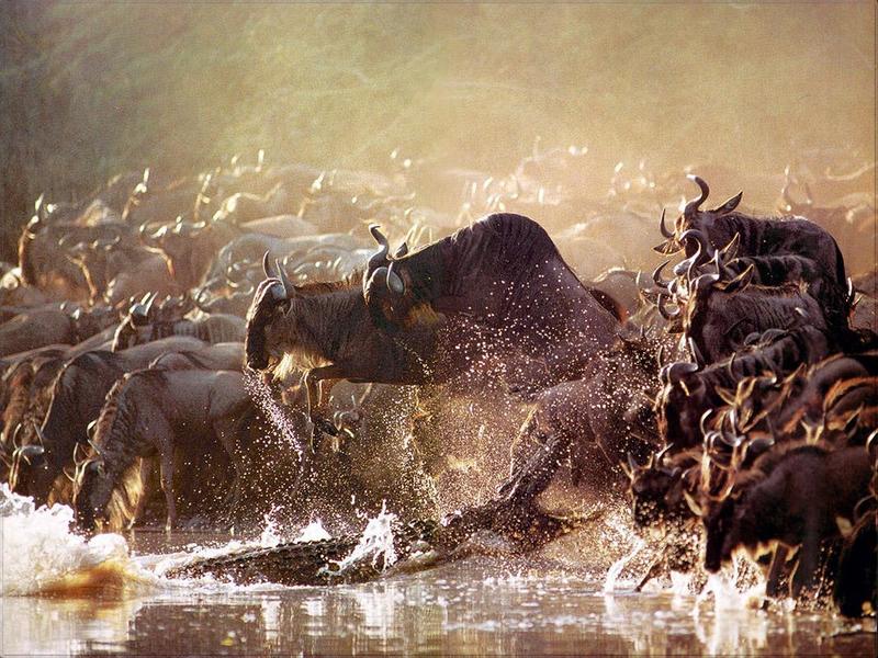 Phoenix Rising Jungle Book 058 - migrating Gnu herd; DISPLAY FULL IMAGE.