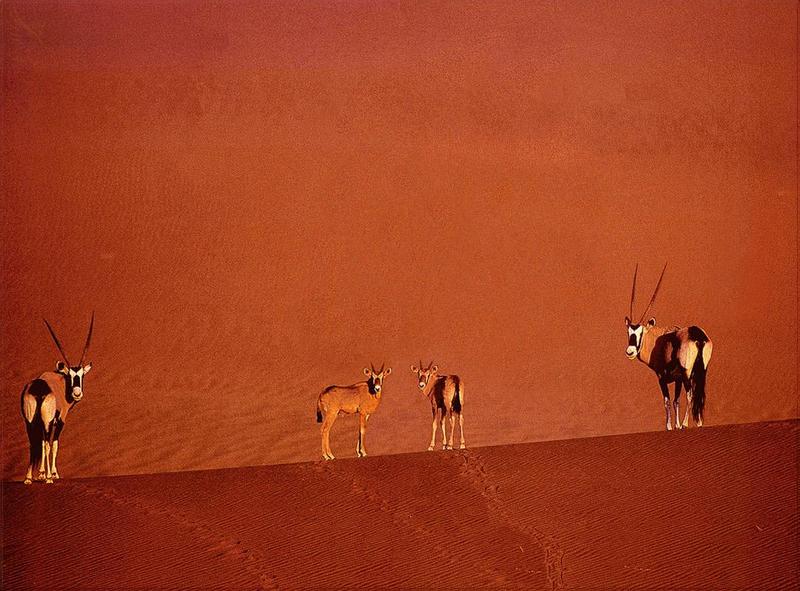 Phoenix Rising Jungle Book 064 - Gemsbok antelopes; DISPLAY FULL IMAGE.