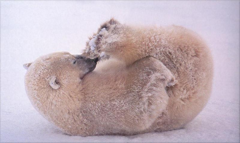 Phoenix Rising Jungle Book 074 - Polar Bear snow romper; DISPLAY FULL IMAGE.