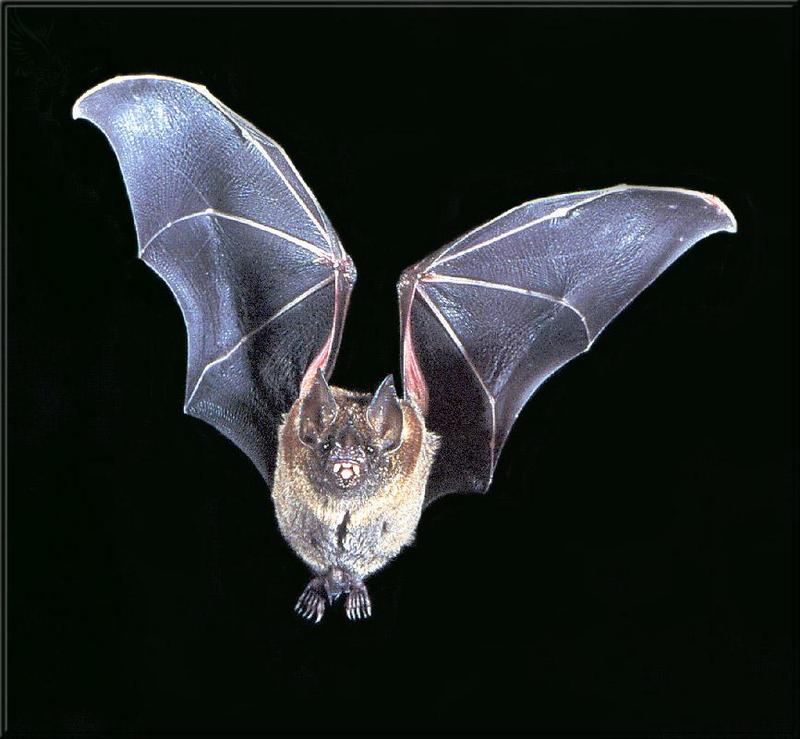 Phoenix Rising Jungle Book 084 - Short-tailed Leaf-nosed Bat; DISPLAY FULL IMAGE.