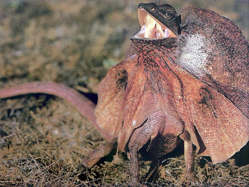 Phoenix Rising Jungle Book 118 - Frilled Lizard = frilled dragon (Chlamydosaurus kingii); DISPLAY FULL IMAGE.