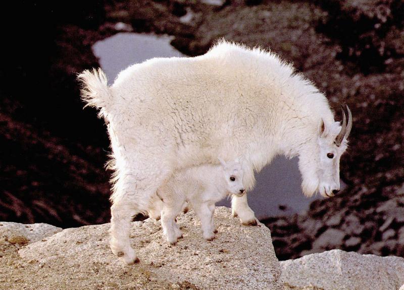 Rocky Mountain Goats - mom and lamb; DISPLAY FULL IMAGE.