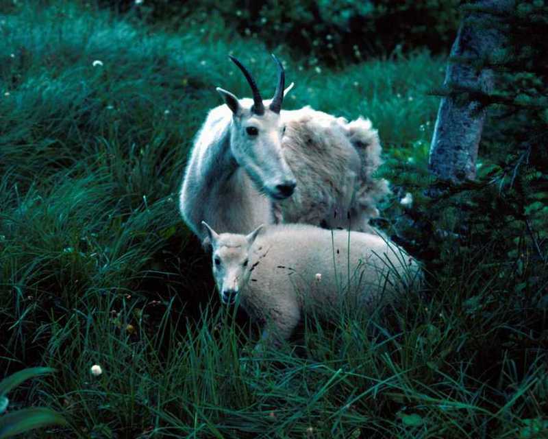 Rocky Mountain Goat - mom and lamb; DISPLAY FULL IMAGE.