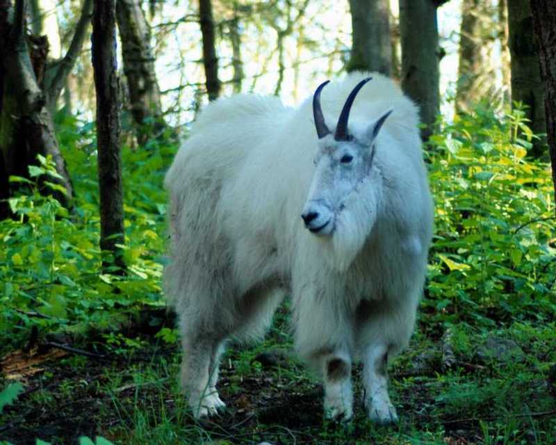 Rocky Mountain Goat; DISPLAY FULL IMAGE.