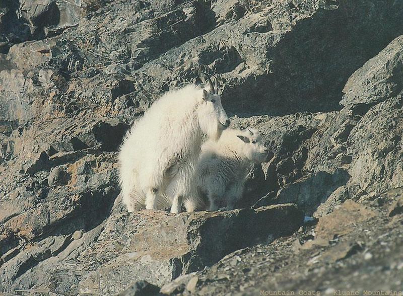 Rocky Mountain Goat pair; DISPLAY FULL IMAGE.
