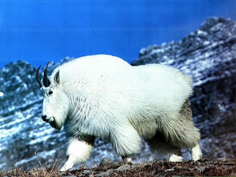Rocky Mountain Goat; DISPLAY FULL IMAGE.