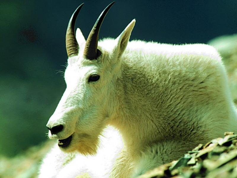 Rocky Mountain Goat; DISPLAY FULL IMAGE.