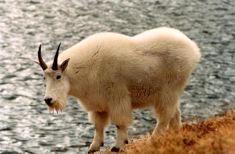 Rocky Mountain Goat; DISPLAY FULL IMAGE.