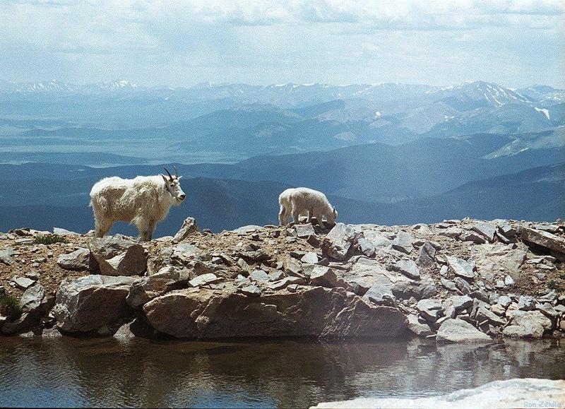 Rocky Mountain Goats; DISPLAY FULL IMAGE.
