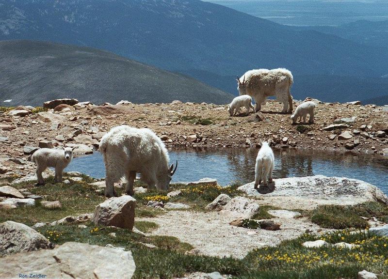 Rocky Mountain Goats; DISPLAY FULL IMAGE.