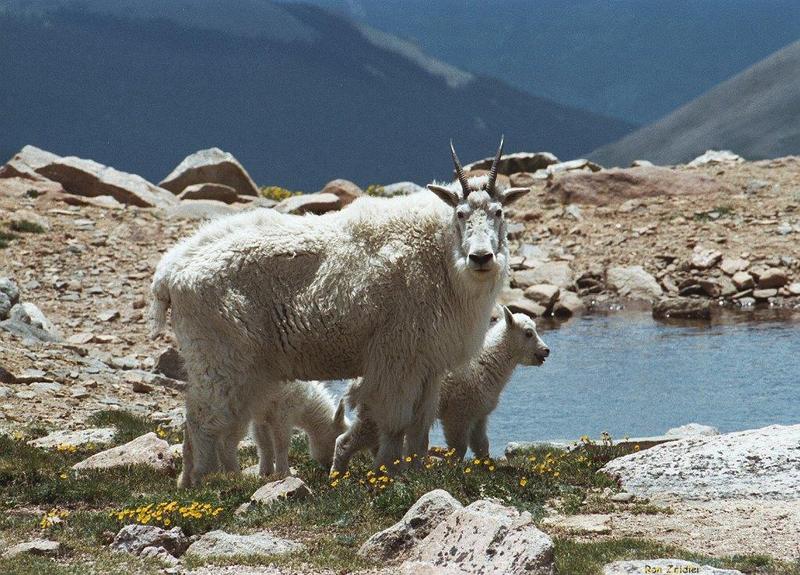 Rocky Mountain Goats; DISPLAY FULL IMAGE.