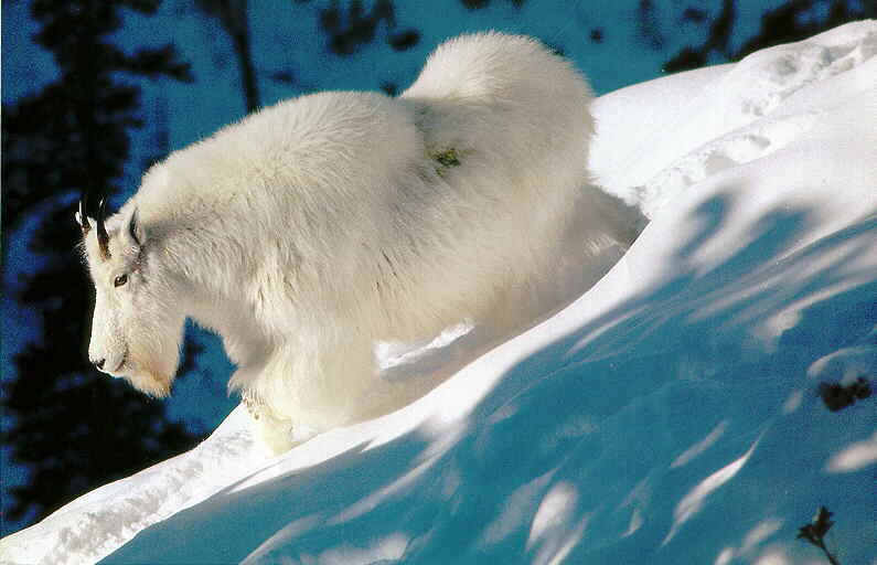 Rocky Mountain Goat; DISPLAY FULL IMAGE.