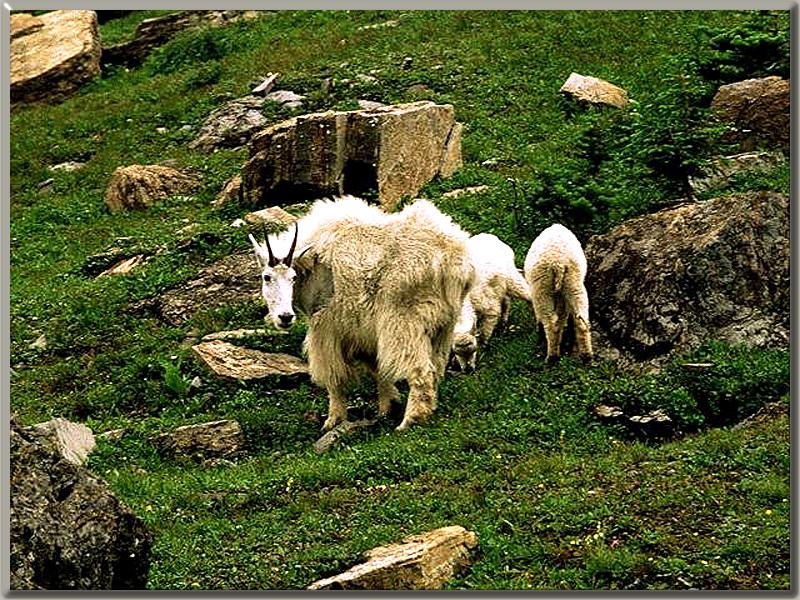 Rocky Mountain Goats; DISPLAY FULL IMAGE.