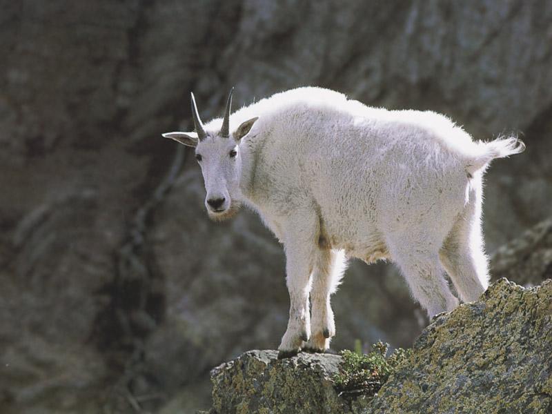 Rocky Mountain Goat; DISPLAY FULL IMAGE.