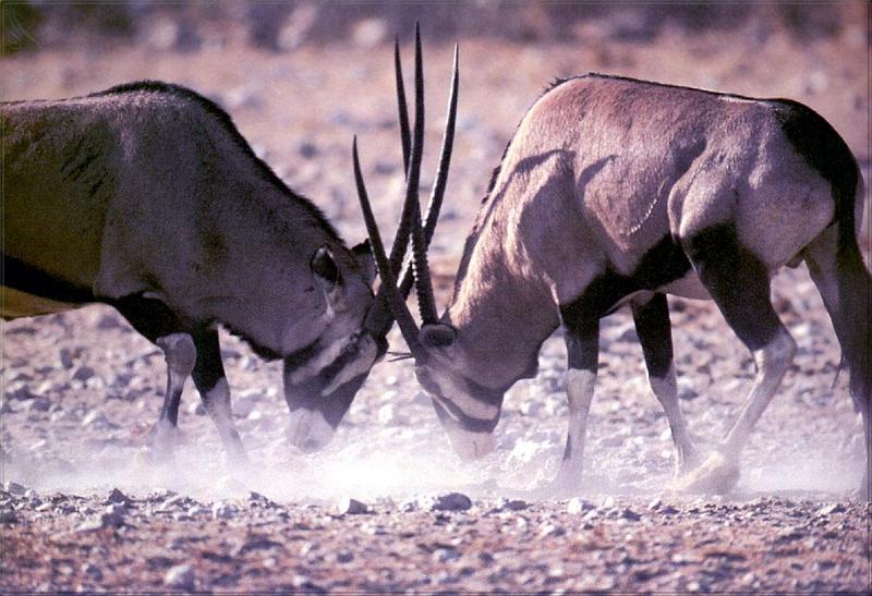 Phoenix Rising Jungle Book 120 - Gemsbok antelopes; DISPLAY FULL IMAGE.