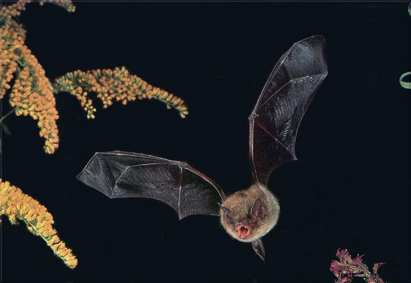 Phoenix Rising Jungle Book 128 - Little Brown Bat; DISPLAY FULL IMAGE.