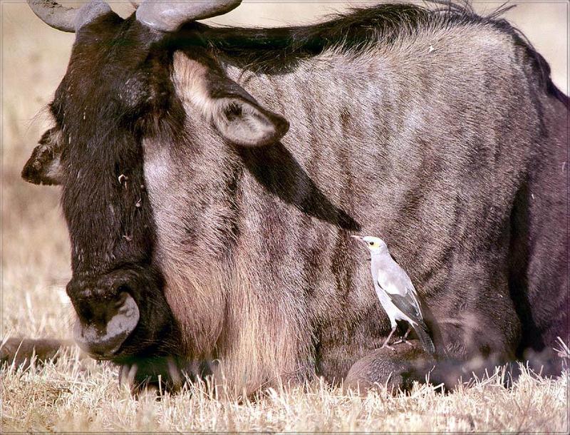 Phoenix Rising Jungle Book 140 - Gnu and Yellow-billed Oxpecker; DISPLAY FULL IMAGE.