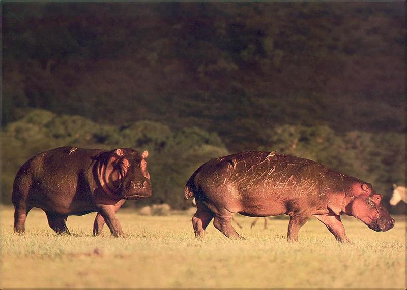 Phoenix Rising Jungle Book 150 - Hippos and oxpeckers; DISPLAY FULL IMAGE.