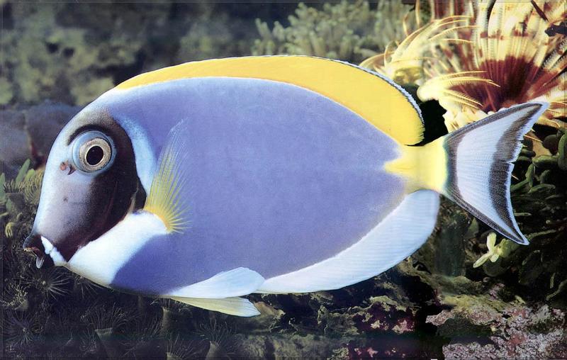 Phoenix Rising Jungle Book 154 - Powder Blue Tang (Acanthurus leucosternon); DISPLAY FULL IMAGE.