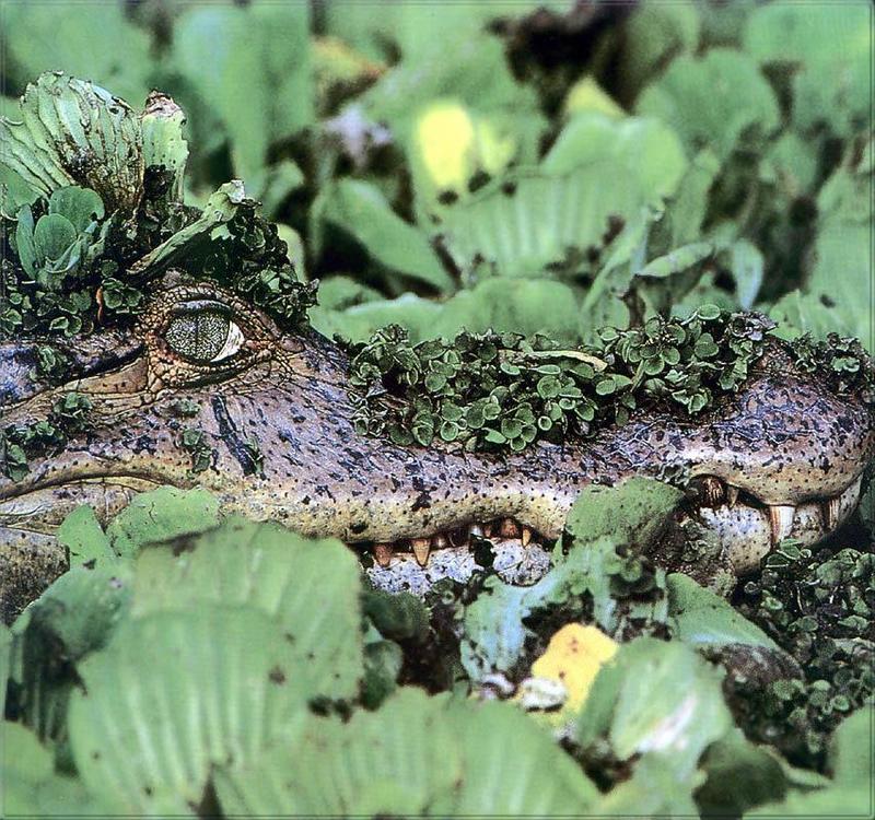 Phoenix Rising Jungle Book 172 - Spectacled Caiman (Caiman crocodilus); DISPLAY FULL IMAGE.