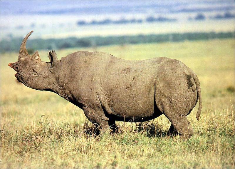 Phoenix Rising Jungle Book 176 - Rhino; DISPLAY FULL IMAGE.