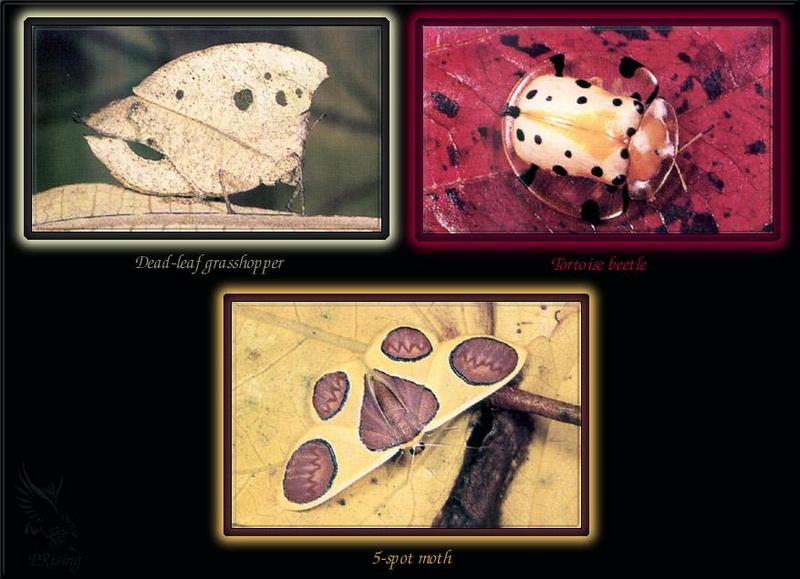 Phoenix Rising Jungle Book 183 - Malay Insects; DISPLAY FULL IMAGE.