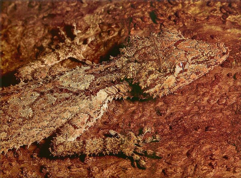 Phoenix Rising Jungle Book 186 - Leaf-tailed Gecko; DISPLAY FULL IMAGE.
