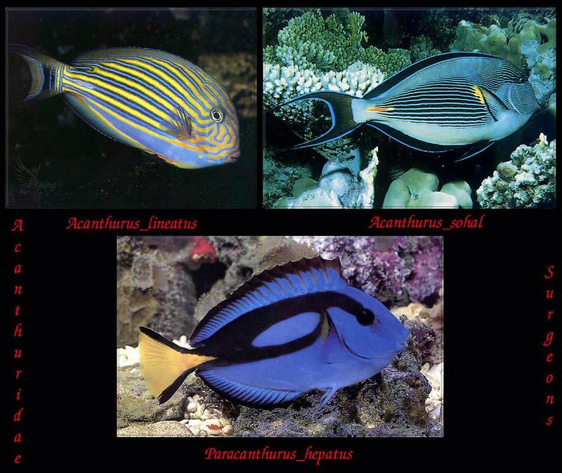 Phoenix Rising Jungle Book 188 - Surgeonfish photos; DISPLAY FULL IMAGE.
