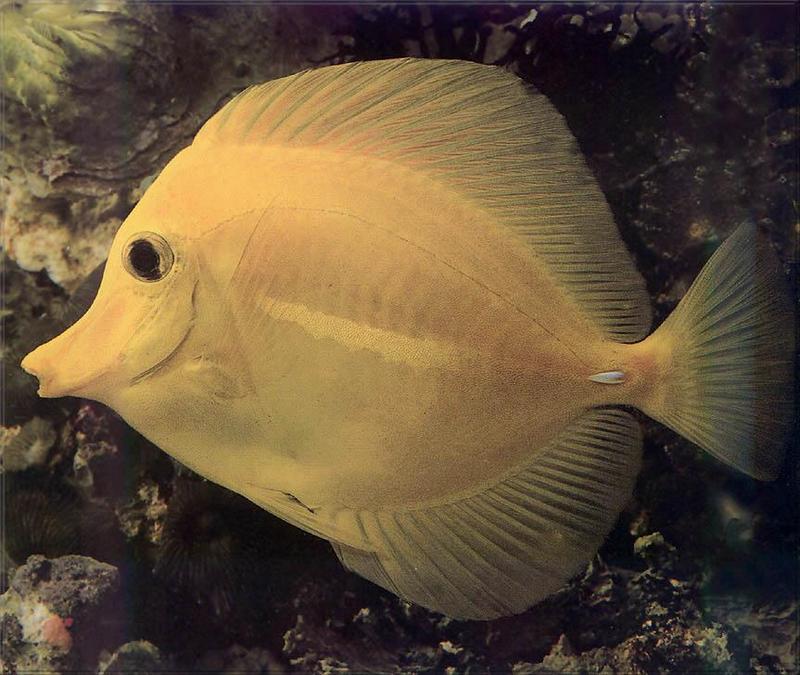 Phoenix Rising Jungle Book 192 - Yellow Tang (Zebrasoma flavescens); DISPLAY FULL IMAGE.