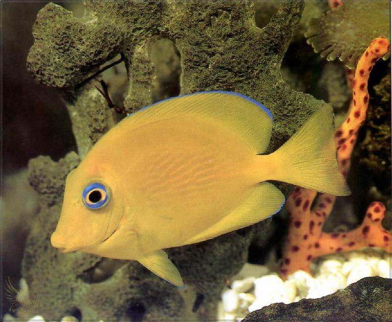 Phoenix Rising Jungle Book 200 - Blue Tang (Acanthurus coeruleus) juvenile; DISPLAY FULL IMAGE.