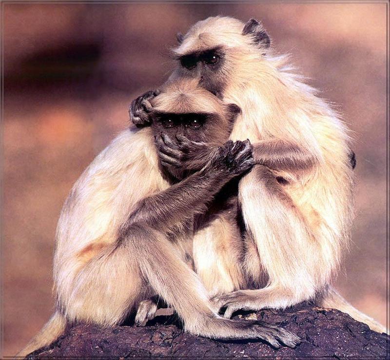 Phoenix Rising Jungle Book 213 - Hanuman Langur monkeys; DISPLAY FULL IMAGE.