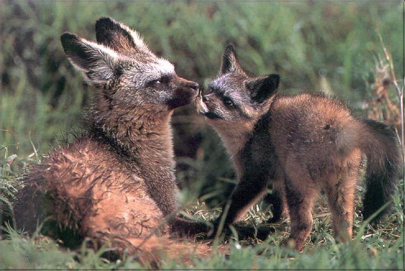 Phoenix Rising Jungle Book 217 - Bat-eared Foxes; DISPLAY FULL IMAGE.