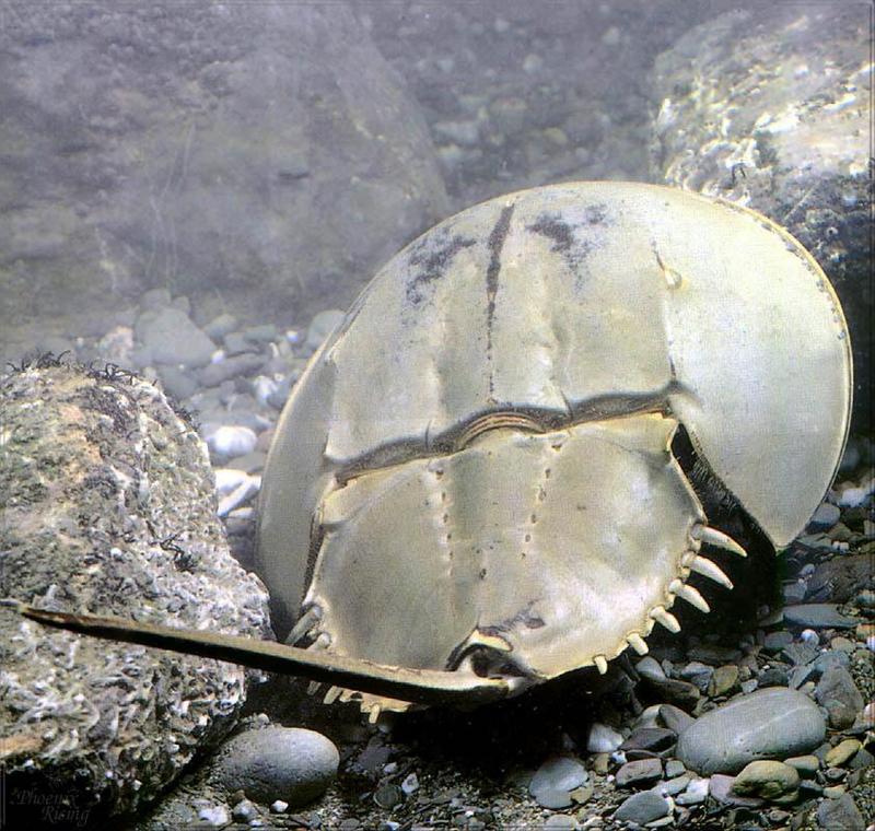 Phoenix Rising Jungle Book 219 - Horseshoe Crab (Limulus polyphemus); DISPLAY FULL IMAGE.
