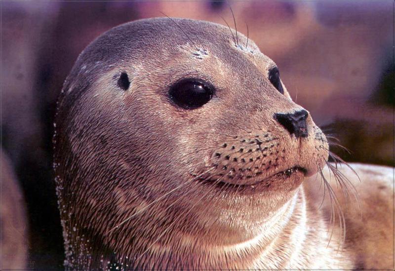 Phoenix Rising Jungle Book 234 - Harbor Seal; DISPLAY FULL IMAGE.