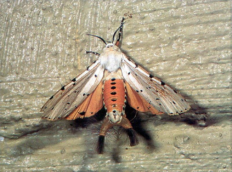 Phoenix Rising Jungle Book 263 - Acraea Moth; DISPLAY FULL IMAGE.