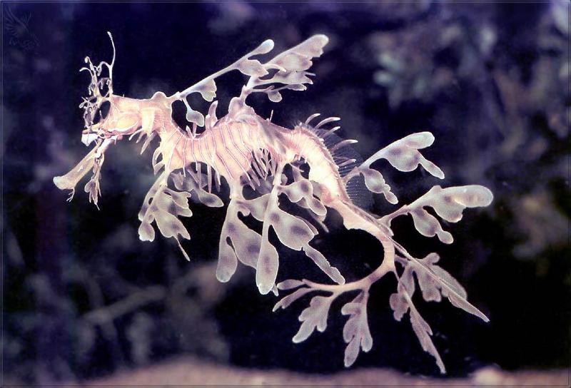 Phoenix Rising Jungle Book 265 - Leafy Sea Dragon; DISPLAY FULL IMAGE.
