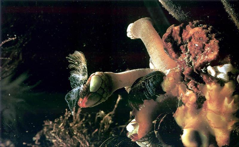 Phoenix Rising Jungle Book 269 - Gooseneck Barnacle; DISPLAY FULL IMAGE.