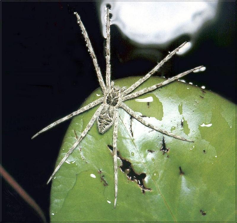 Phoenix Rising Jungle Book 275 - Fishing Spider; DISPLAY FULL IMAGE.