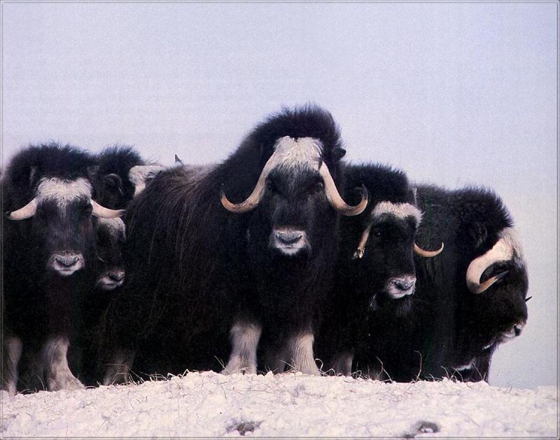 Phoenix Rising Jungle Book 279 - Musk Ox herd; DISPLAY FULL IMAGE.